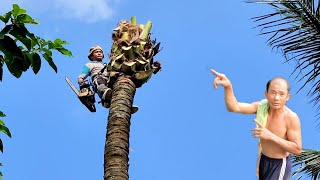 Vua Khỉ Cưa Cây Dừa Siêu Cao Ở Vị Trí Siêu Khó Cut down a tall coconut tree [upl. by Rimidalv]