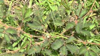 Dormilona  Mimosa Pudica Sensitive Plant [upl. by Anni]