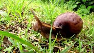 Giant snail eating grass [upl. by Yvel]