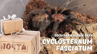 посылка конкурсы и новый паук Cyclosternum fasciatum [upl. by Atiuqad]