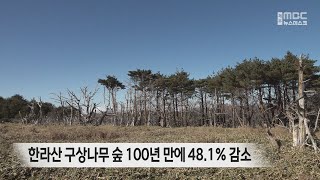 한라산 구상나무 숲 100년 만에 절반 감소 [upl. by Martell990]