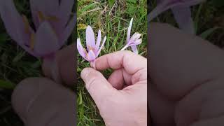 La colchique une plante très toxique et médicinale  Colchicum a very toxic and medicinal plant [upl. by Margarethe946]