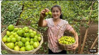 Jujube fruit  Harvest jujube fruit and cooking  Country chefs [upl. by Aerdnna]