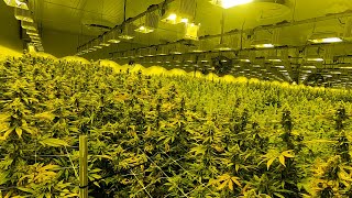 Take a tour of the largest cannabis grow facility in NJ [upl. by Wharton]