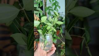 how to save a dying plant [upl. by Newton251]