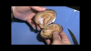 Clam Dissection Student Cut 1 for Lesson Plan [upl. by Nivi25]