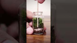 Mini moss terrarium [upl. by Winonah707]