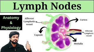 Lymph Nodes Anatomy and Physiology in Hindi  Lymphatic system [upl. by Nurat]