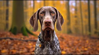 German Shorthaired Pointer Understanding Their Protective Instincts [upl. by Anihsat]