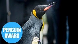 King Penguin Sir Nils Olav Of Edinburgh Zoo Welcomed A Very Special Visitor [upl. by Salim364]