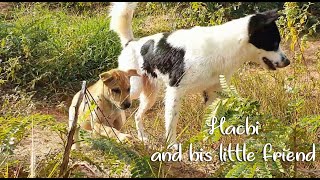 Hachi and his little friend dog doglover home rurallife puppy [upl. by Ariamoy]