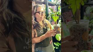 secreto de plantaegdl 🌿✨ Vermiculita Carbón vegetal Zeolita y Tezontle rojo plantas jardin [upl. by Adias]