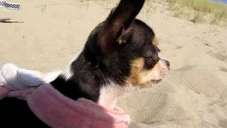 Chihuahua Chistila Funny barking [upl. by Anceline184]