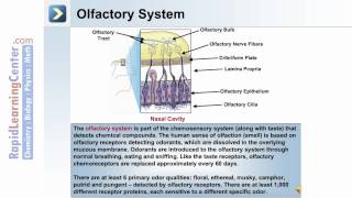 Somatic Nervous System and Special Senses  5 of 5 [upl. by Nadine]