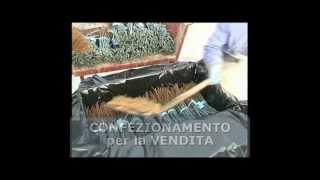 VIVAISTICA DANDREA  Barbatelle Innestate  Rauscedo  ROOTED GRAFTS NURSERY [upl. by Onitnevuj]