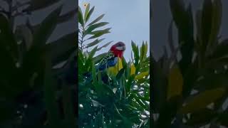 Rosella bird sounds  Rosella parrot [upl. by Plato]