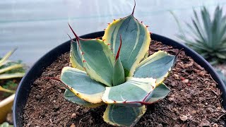 4 diferentes variedades del agave parryi truncata [upl. by Haye]