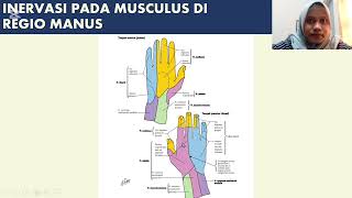 Anatomi Musculus pada Regio Antebrachii dan Manus [upl. by Notliw]