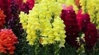 How to care Snapdragon 🐊 Dog 🐶 flowers plantsAntirrhinum majus Best👍💯 winter flowers plants [upl. by Ahsa]