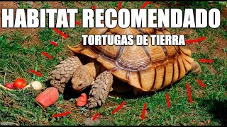 Habitat recomendado para tortugas de tierra [upl. by Adnorahs]