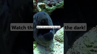 The Coolest Predator in the Ocean Moray Eel facts animals morayeel trending shorts [upl. by Lekim]