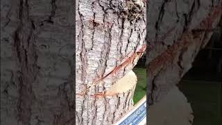 Chainsaw falls apart while cutting in the tree [upl. by Tillinger]