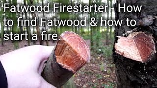 Fatwood Firestarter How to find Fatwood amp how to start a fire with it [upl. by Goodson524]