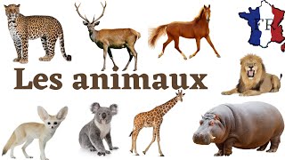 les noms des animaux en français [upl. by Nauqet]