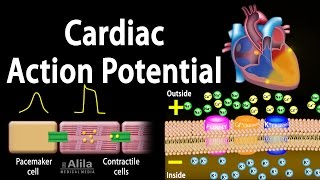 Cardiac Action Potential Animation [upl. by Acnaib]