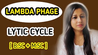 Lambda Phage Vector  Lytic cycle of Lambda phage [upl. by Rimas]