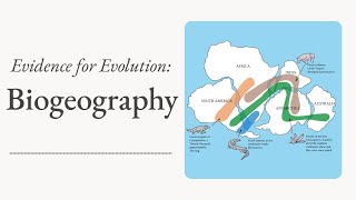 Evidence for Evolution Biogeography [upl. by Haikan]