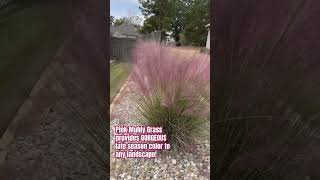 GORGEOUS Pink Muhly Grass adds amazing color to any 🏠 landscape plant fall [upl. by Gitt]