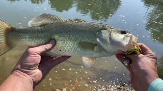 Largemouth Bass Fishing 5 bass [upl. by Ahcire]