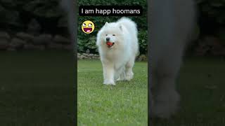 SAMOYED Dog CAUGHT playing in the field  PLAYING WITH SAMOYED funny dogs 😂 [upl. by Nosmas74]