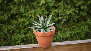 How I take care of succulent Agave victoria reginae [upl. by Ajiat144]