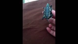 Baby reeves turtle [upl. by Renata534]