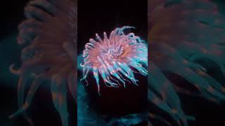 Tube worm 1ksubscribers supportme [upl. by Marigold]