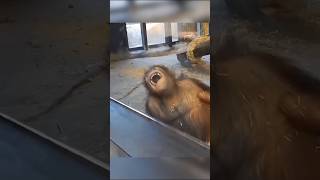 Orangootan monkey orangutan magic funny shortsbchristianoronoldo [upl. by Airdnaed]