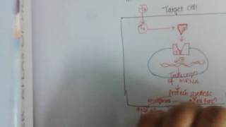 thyroid harmone Mechanism of action action part 2  pharmacology [upl. by Chiaki124]