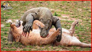 Komodo Dragon The Worlds Largest and Most Brutal Reptile  Komodo Dragon Facts [upl. by Leyla]