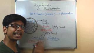 Euchromatin and hetero chromatin  structure and difference [upl. by Inilam474]