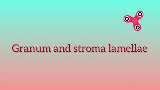 Granum and stroma lamellae [upl. by Roswald]