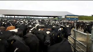 WATCH Pat Hickey milking cows [upl. by Tiebout198]