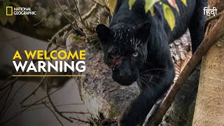 A Welcome Warning  The Real Black Panther  हिन्दी  Full Episode  S1  E1  Nat Geo Wild [upl. by Hak]