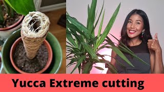 Yucca propagation extreme way  Faster growing yucca propagations by cutting the main thick stem [upl. by Gorga]