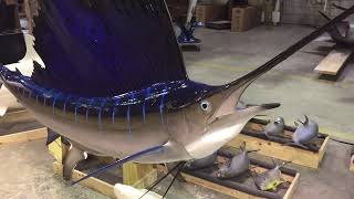 Gray Taxidermy Sailfish mount [upl. by Assillem]