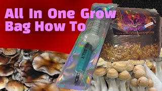 How To Inoculate All In One Mushroom Grow Bag [upl. by Zednanref]