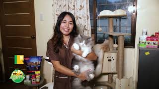 AGRITV AVLI Biocares Cat Corner w Vet StudentCat Lover life w cats in the dorm August 312024 [upl. by Ymorej]