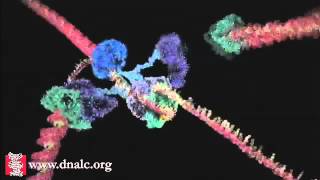 DNA Replication  DNA Polymerase and Helicase Activity Animation [upl. by Needan]