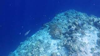 Snorkeling at the coral reefs of Pulau Menjangan Deer Island  2024 [upl. by Emilee499]